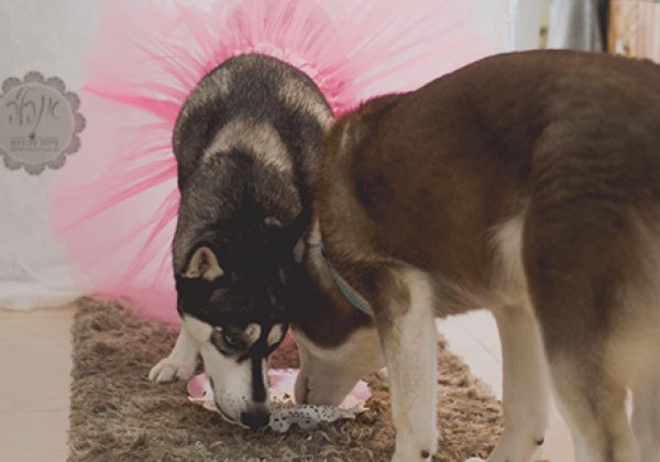קייקסמאש.. לכלבה..