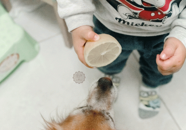 כשהחיים נותנים עץ לימונים – הילדים מרוצים :)